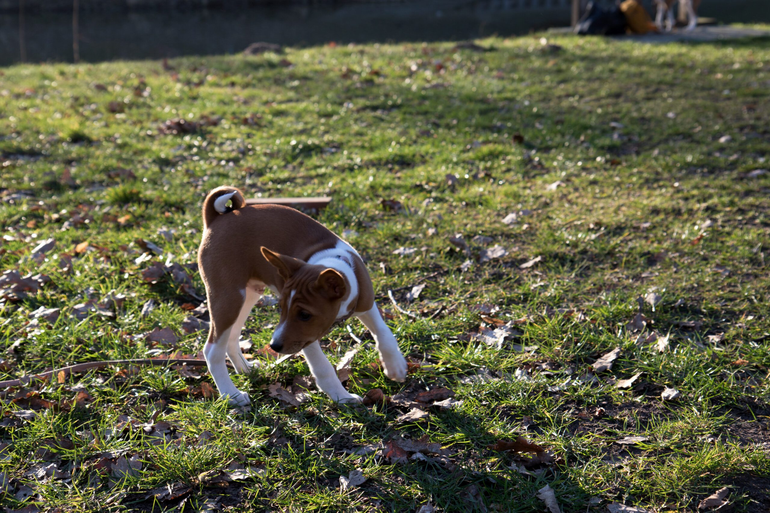 Dog Poop Removal.