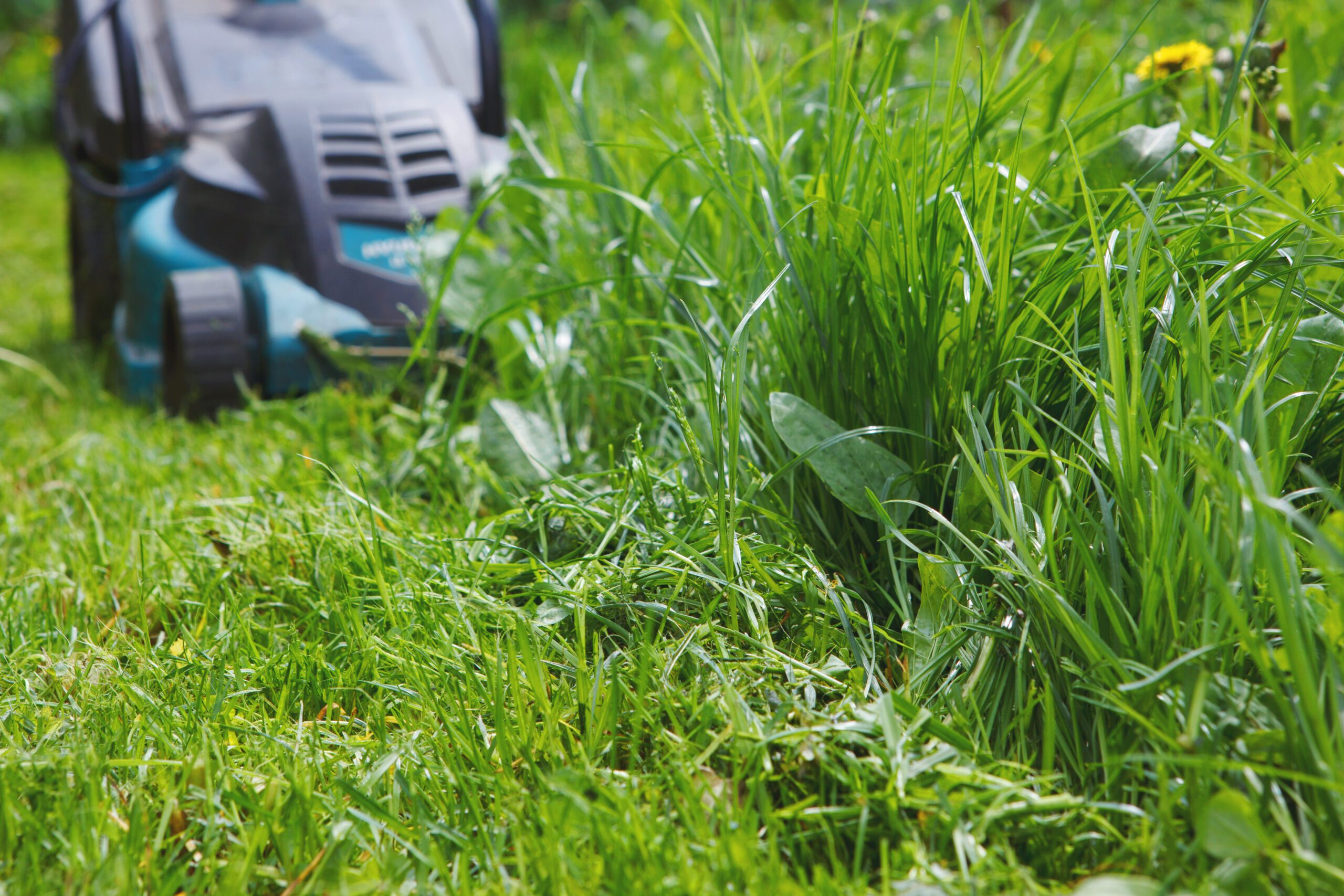 Exterior Lawn Cleanup Mowing Cutting Trimming